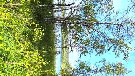 Vertical-pan-of-tall-green-grass-and-birch-trees-in-a-forest