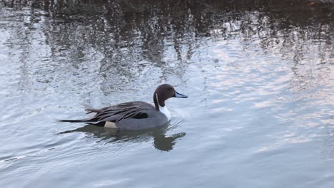 a single duck glides across tranquil water