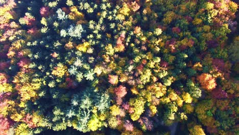 High-hover-aerial-view-over-yellow,-red-and-green-coloured-autumn-forest-in-Switzerland-with-beautifully-coloured-deciduous-trees-and-firs-with-path-showing-at-the-end