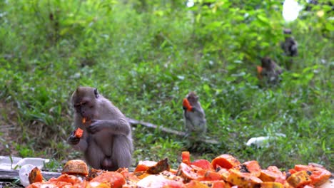 Monkeys-eat-papaya-fruit-at-outdoor