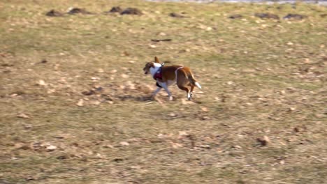 a playful pet dog running to catch the ball on the field on a sunny day