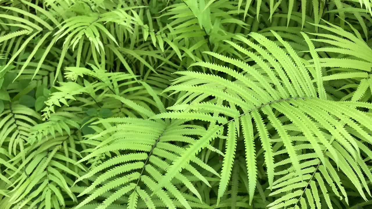 lush green fern forest in daylight. nature leaf pattern, texture background sunlight shine on leaves, tropical forerest.