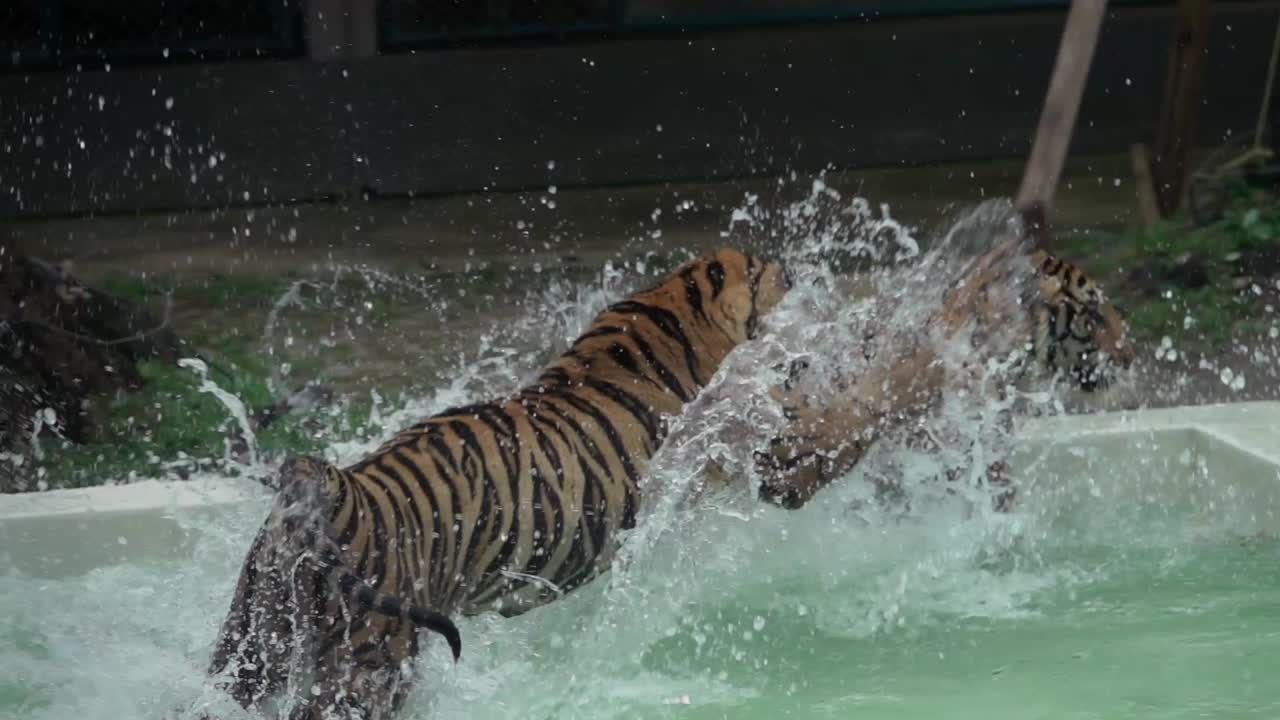 Two tigers play and spar together in a swimming pool. Filmed in slow motion.