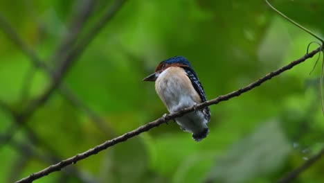 a diagonal branch used to be perched on by this male fledgling while calling its parents to bring food, banded kingfisher lacedo pulchella, kaeng krachan national park, thailand