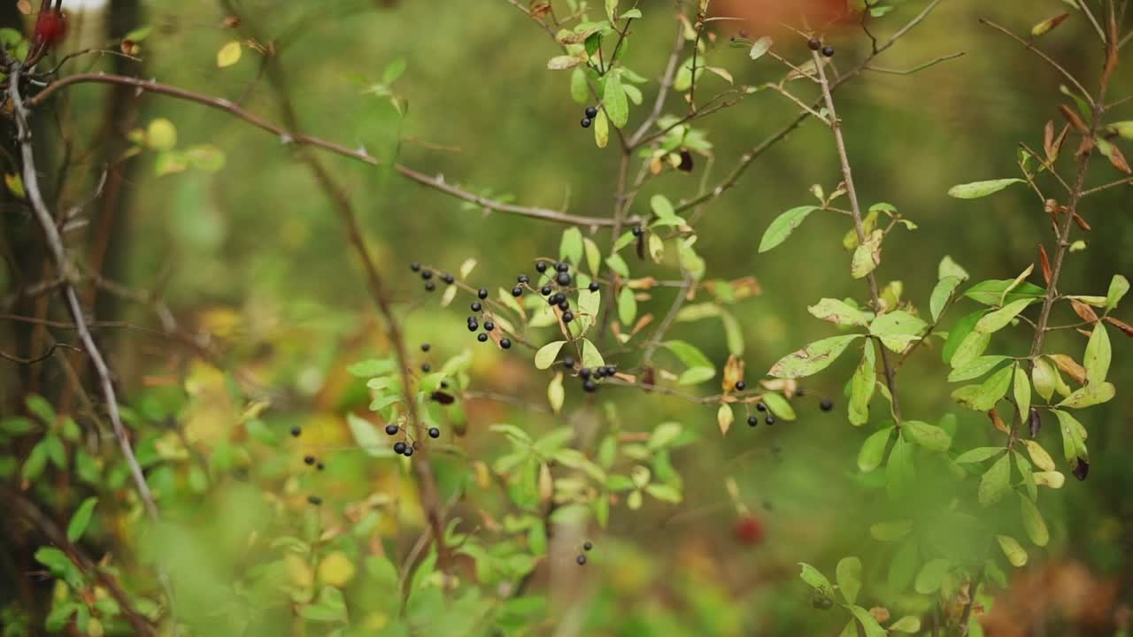 pequeñas bayas negras en el árbol