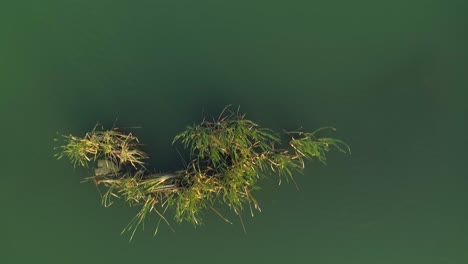 aerial top-down over water surface and vegetation