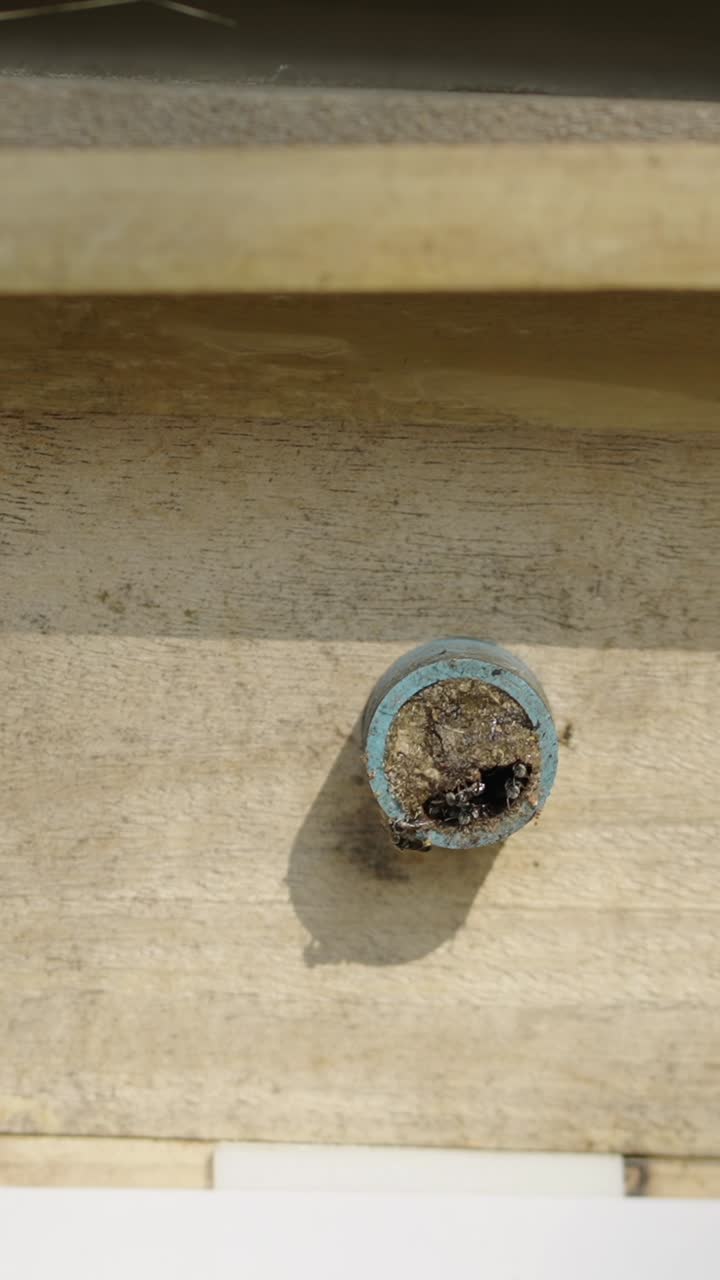 Bee Nest in a Hole