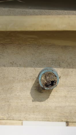 bee nest in a hole