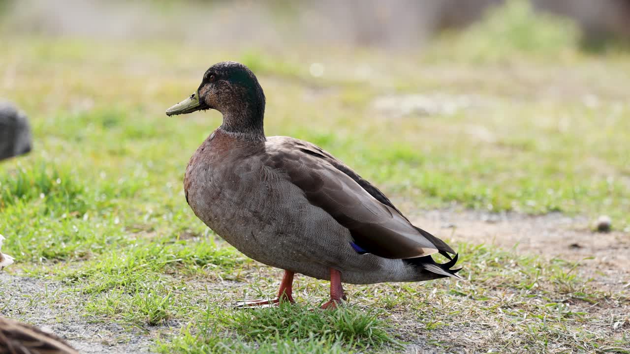 A mallard duck in eclipse plumage walks on grassy terrain near Lake Tekapo, under natural daylight