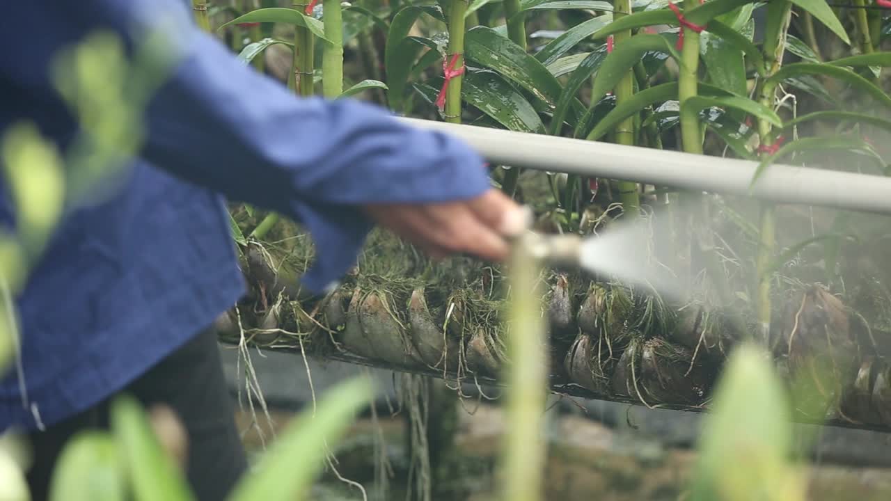 Agricoltore che spruzza fertilizzante sull'orchidea nella fattoria