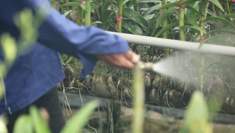 farmer spraying fertilizer to the orchid in the farm