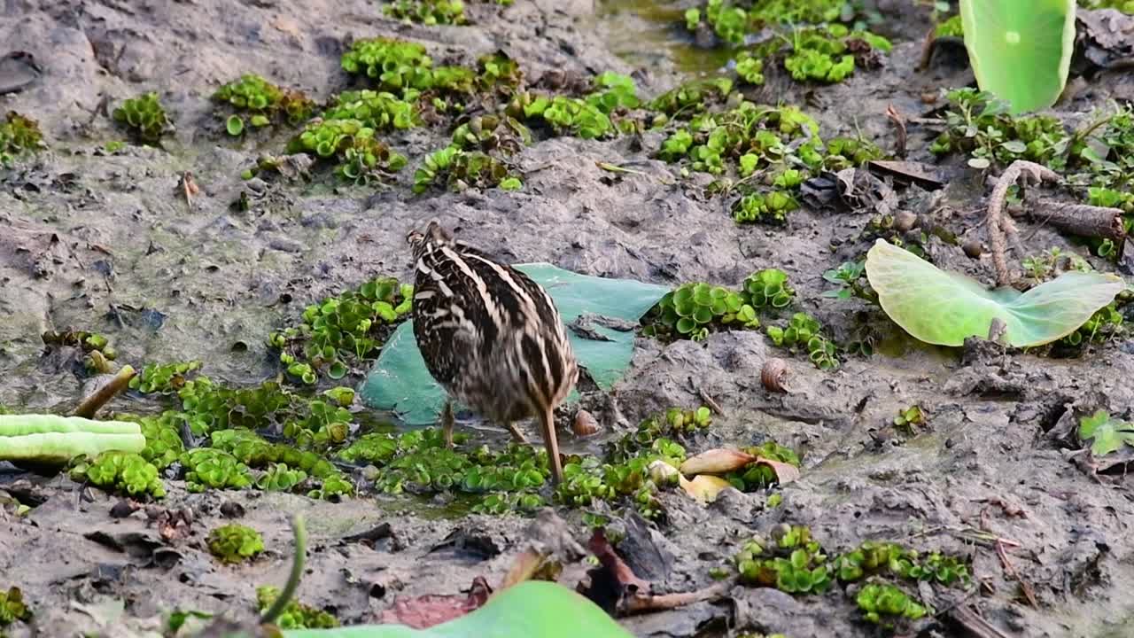 agachadiza común, gallinago gallinago, vadeando en el barro y metiendo la cabeza en lo profundo del barro en busca de comida