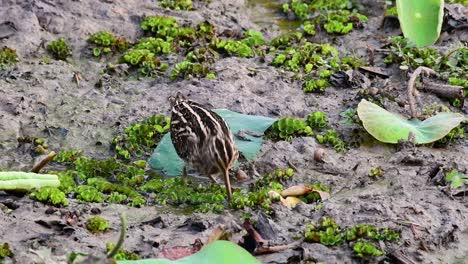 agachadiza común, gallinago gallinago, vadeando en el barro y metiendo la cabeza en lo profundo del barro en busca de comida