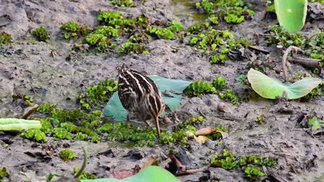 common snipe, gallinago gallinago, wading in the mud and poking its head deep down the mud for some food