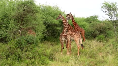 torre oif jirafas con diferentes tonos de piel y edades en el parque nacional serengeti, áfrica