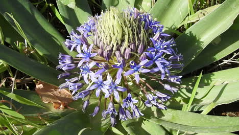 flor de squill de mar verde que crece en el norte de marruecos, cebolla de mar