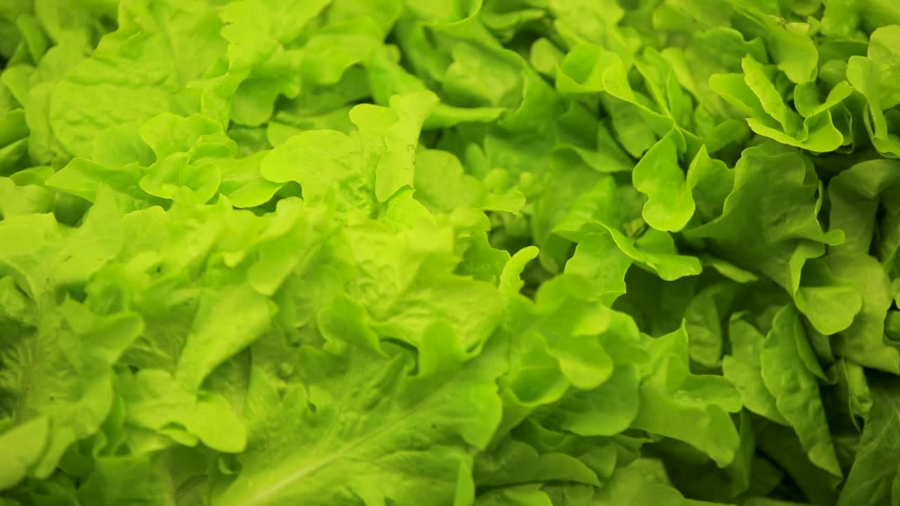 primer plano de hojas frescas de lechuga verde, vibrantes y listas para ensaladas saludables