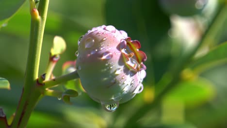 close-up of dew-covered blueberry fruit on a green plant, showcasing nature's beauty and freshness with delicate water droplets glistening in sunlight