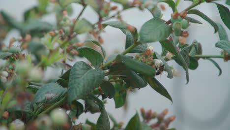 bee pollinating blueberries on bush, slow motion focus on foreground