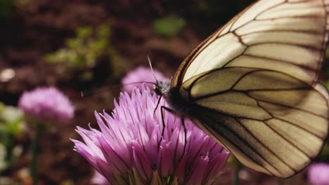 white butterfly on a chive flower