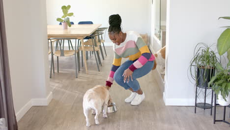 african american young woman wearing colorful sweater feeding dog, at home