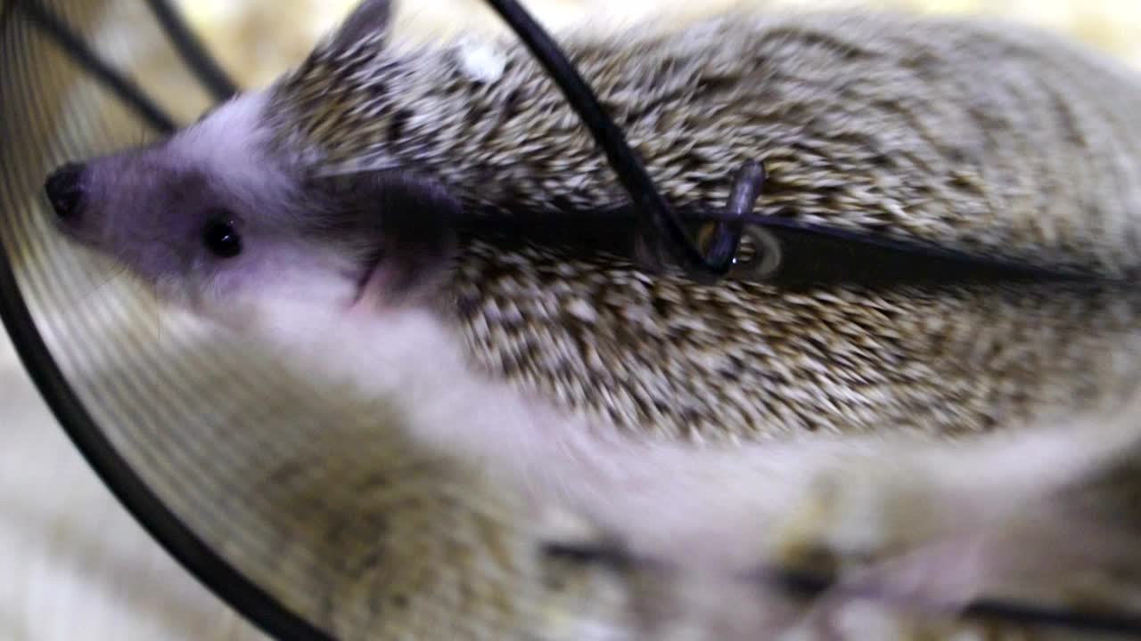 사무실의 개념: 열심히 일하는 사람, 인종, 스트레스, 직업 중독자, 바에 있는 도마, 바에서 다람처럼