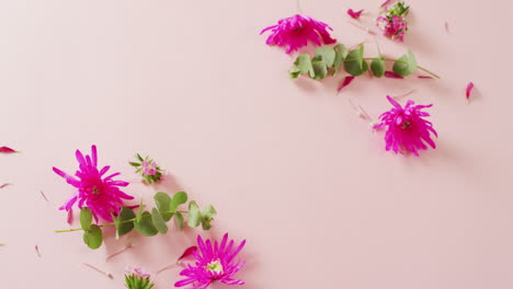 video de flores rosadas con espacio de copia en fondo rosado