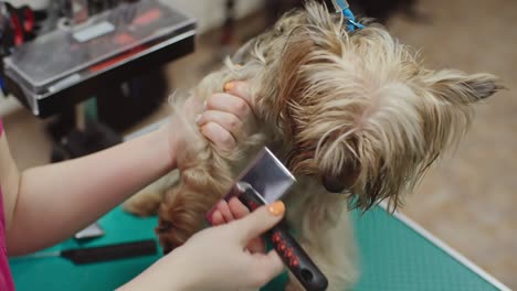 yorkshire terrier at pet grooming salon