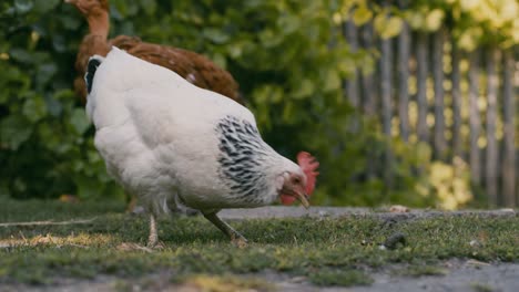 Domestic-chicken-grazing-in-the-yard-of-a-rural-house