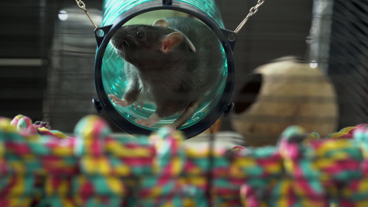 Domesticated pet rats hiding in a play tunnel in their cage, black and white