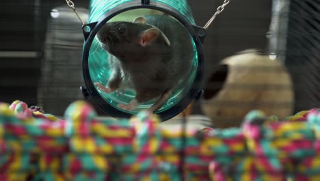 domesticated pet rats hiding in a play tunnel in their cage, black and white