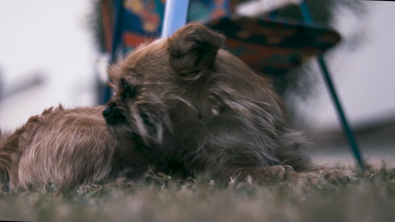 cachorro de perro siendo un perro afuera
