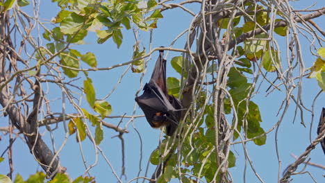 fruit bat, pteropus medius, ecosystem. greater indian fruit bat hanging upside down from the tree branch in keoladeo bird sanctuary, india.