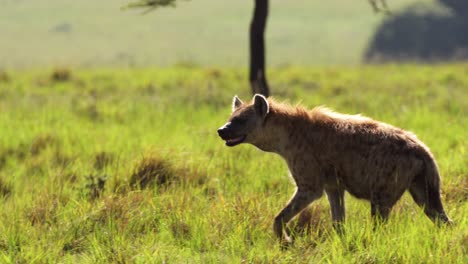 slow motion shot of hyena looking for prey as it prowls, walking through the african wilderness in maasai mara national reserve, kenya, africa safari animals