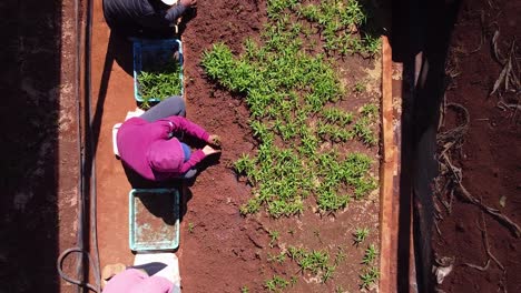 Aerial-view-of-a-group-of-farmers-in