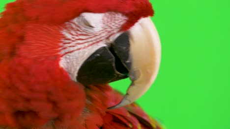 macro close-up of a macaw parrot looking at the camera as if asking a question with copy space on the right