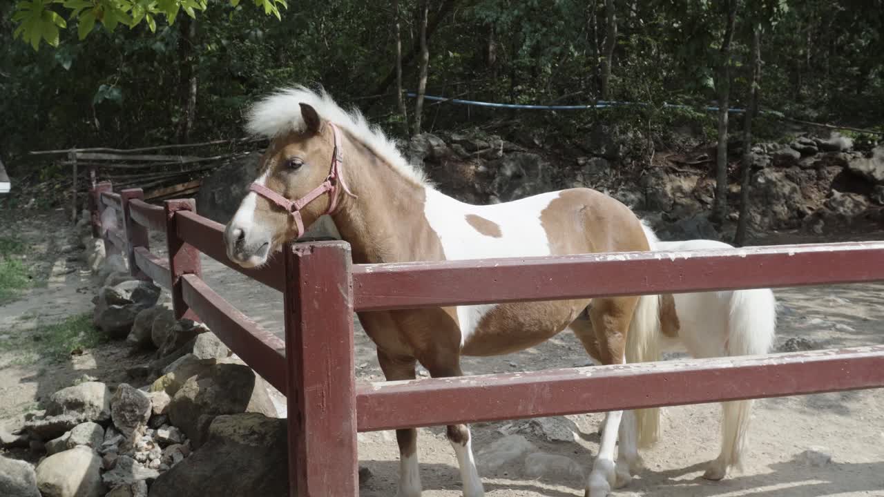 una foto de dos caballos enanos en un recinto de madera al aire libre en una granja de zoológico de mascotas