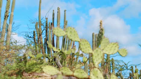 cactus de vela alta con enfoque suave en primer plano de pera espinosa, islas abc del caribe