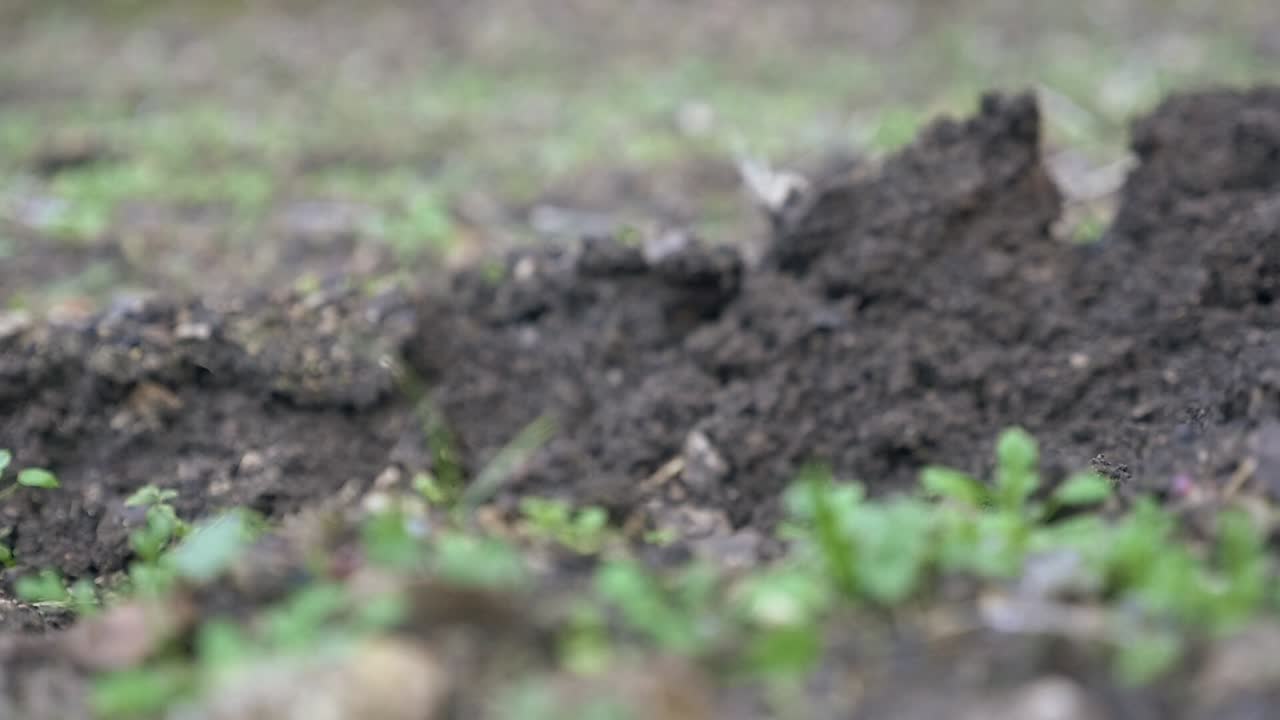 Slow motion of the head of a hoe hitting and turning the fresh soil of a garden or orchard
