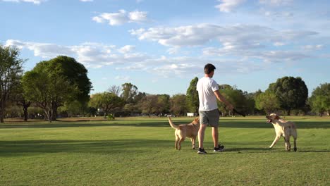 a man and two excited labradors playing fetch in a park