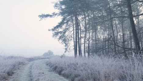 camino de los bosques helados de invierno