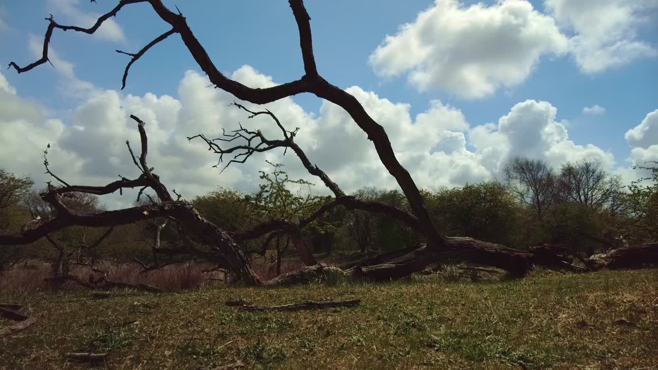 árbol muerto caído contrasta oscuramente con el cielo azul con nubes pasando rápidamente, lapso de tiempo