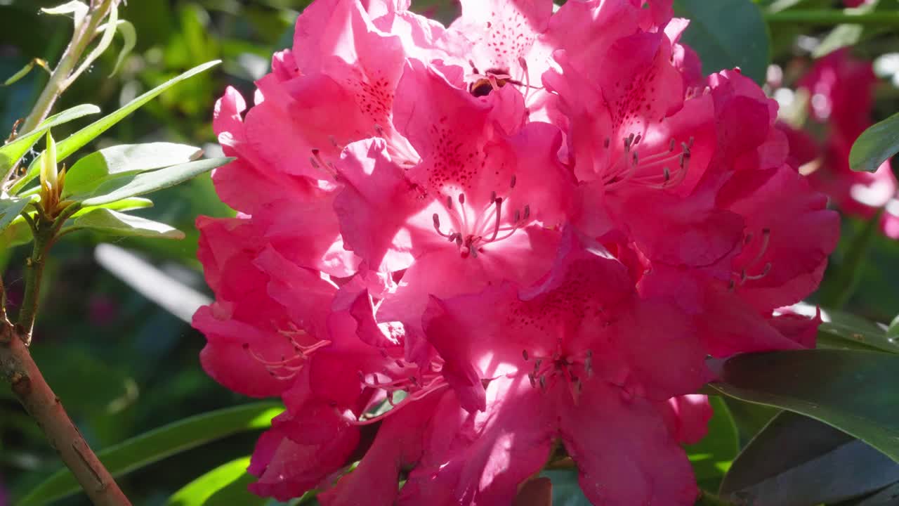 Single bee pollinates pink Rhododendron flower in bright sunlight, slow mo