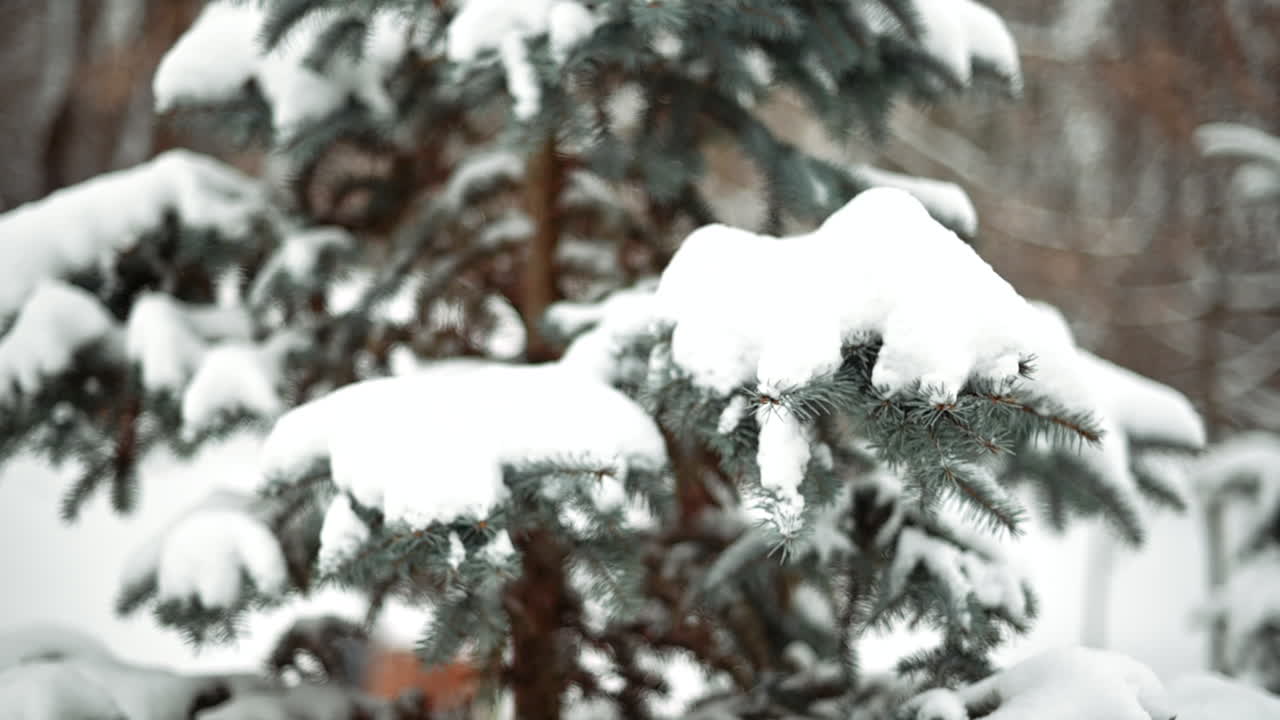 Green pine tree full of white snow in winter