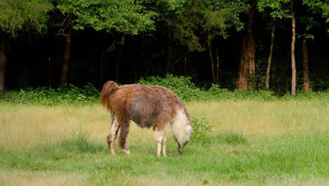 Llama-grazes-on-grass-in-a-pasture-then-walks-out-of-frame