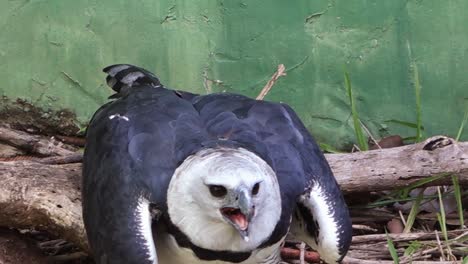 handheld close up shot of harpy eagle, or royal hawk, spreading wings, moving neck and opening beak.