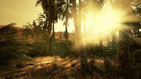 sandy-dunes-and-palm-trees-in-desert-Sahara