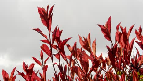 new red robin growth moving in the breeze