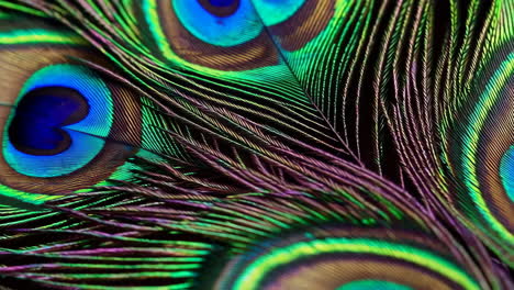 close-up of vibrant iridescent peacock feathers