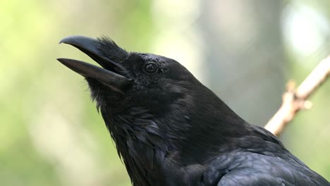 common raven (corvus corax), also known as the northern raven, is a large all-black passerine bird. found across the northern hemisphere, it is the most widely distributed of all corvids.